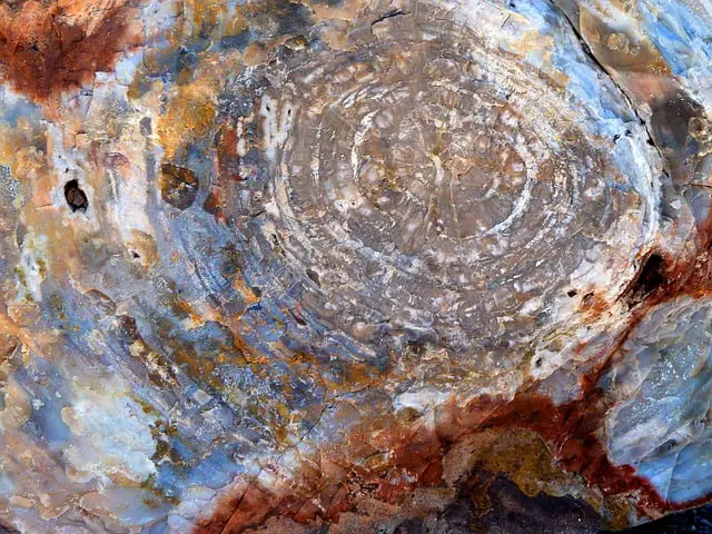 9 Questions About Petrified Wood Answered