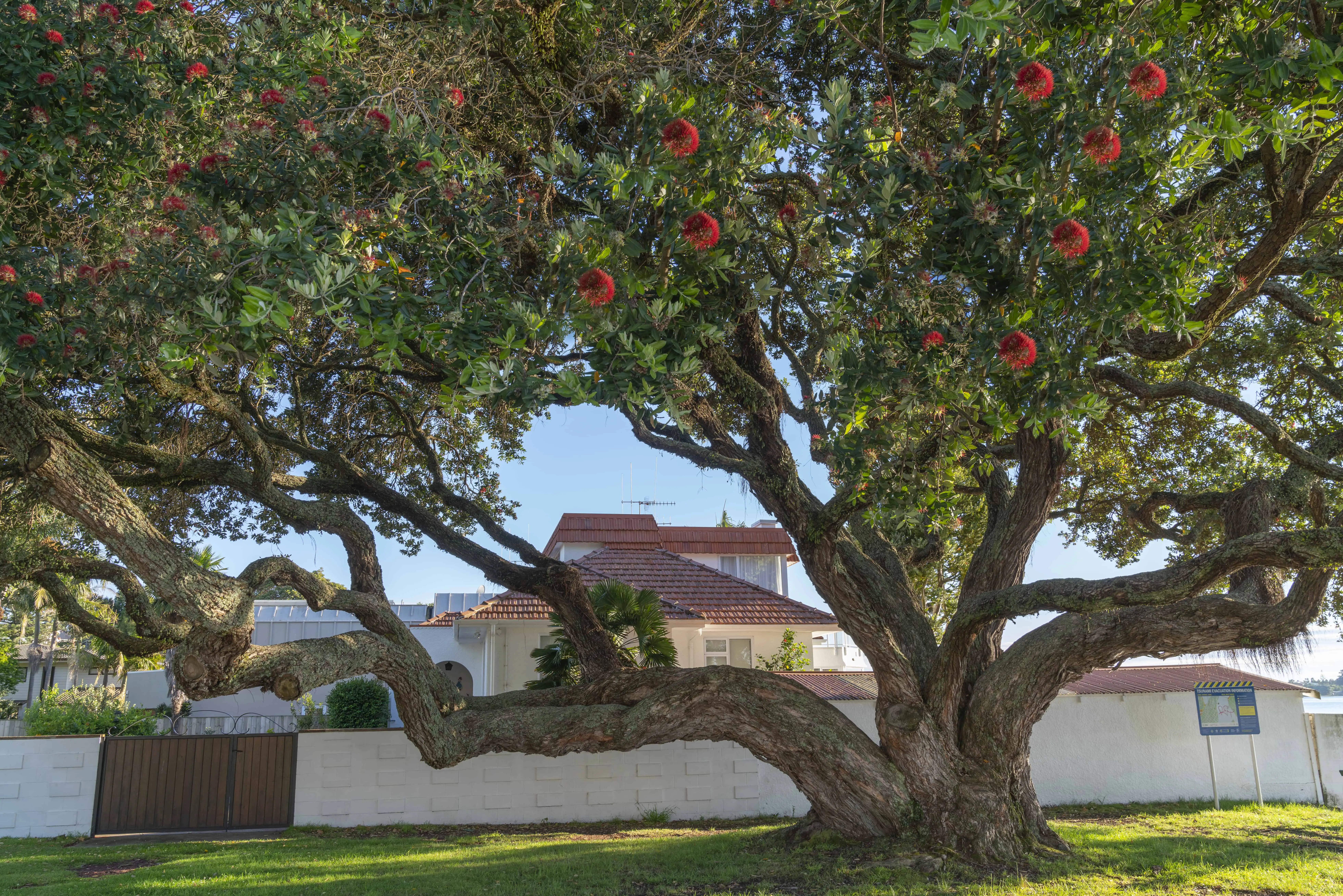 What Is The Pohutukawa Tree? (Explained)