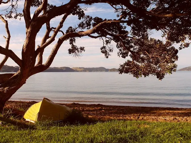 The Pōhutukawa's Trunk Stores Carbohydrates For Self Preservation