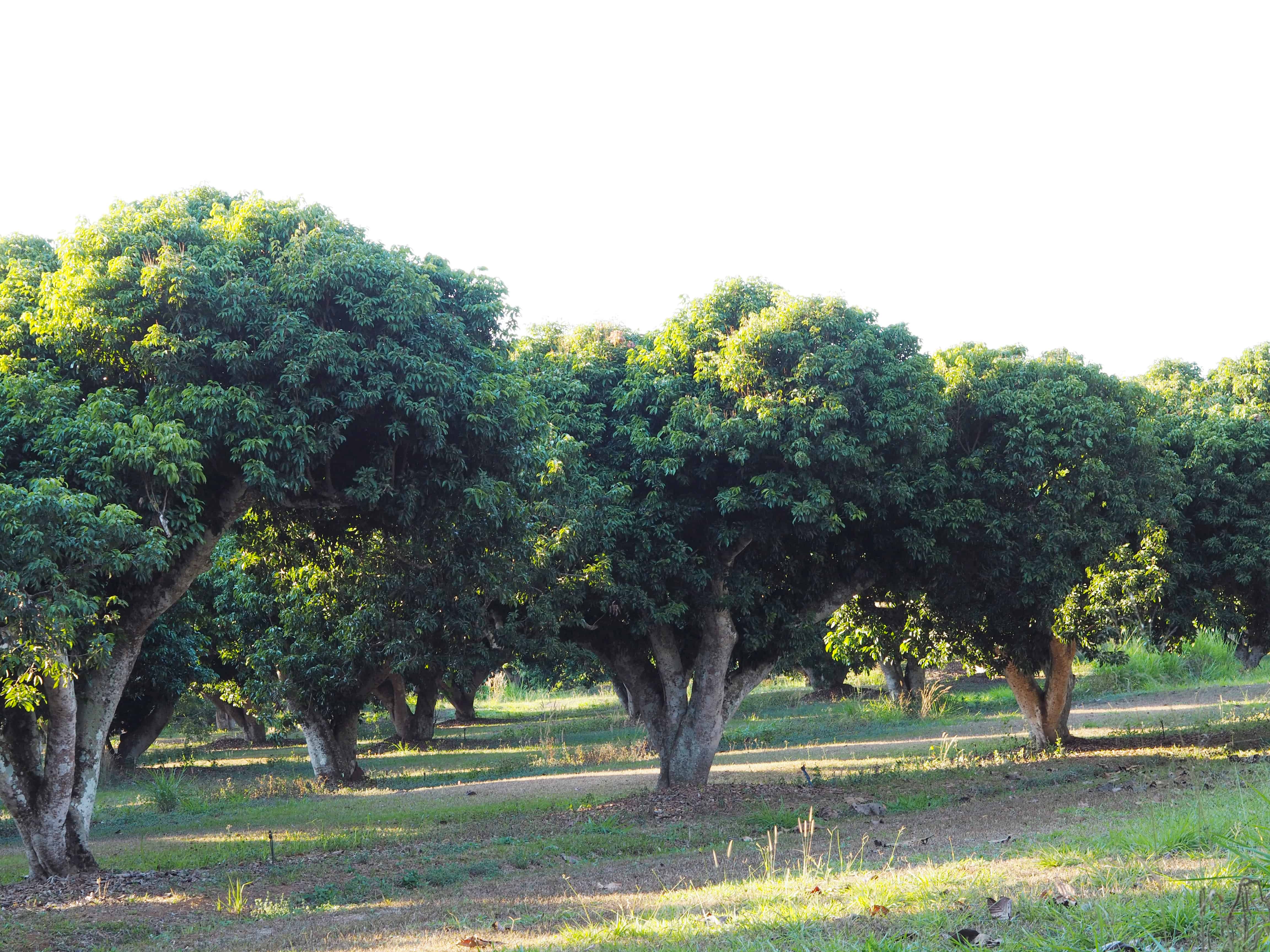 6 Lychee Tree Questions Answered (More Than Just Fruit)