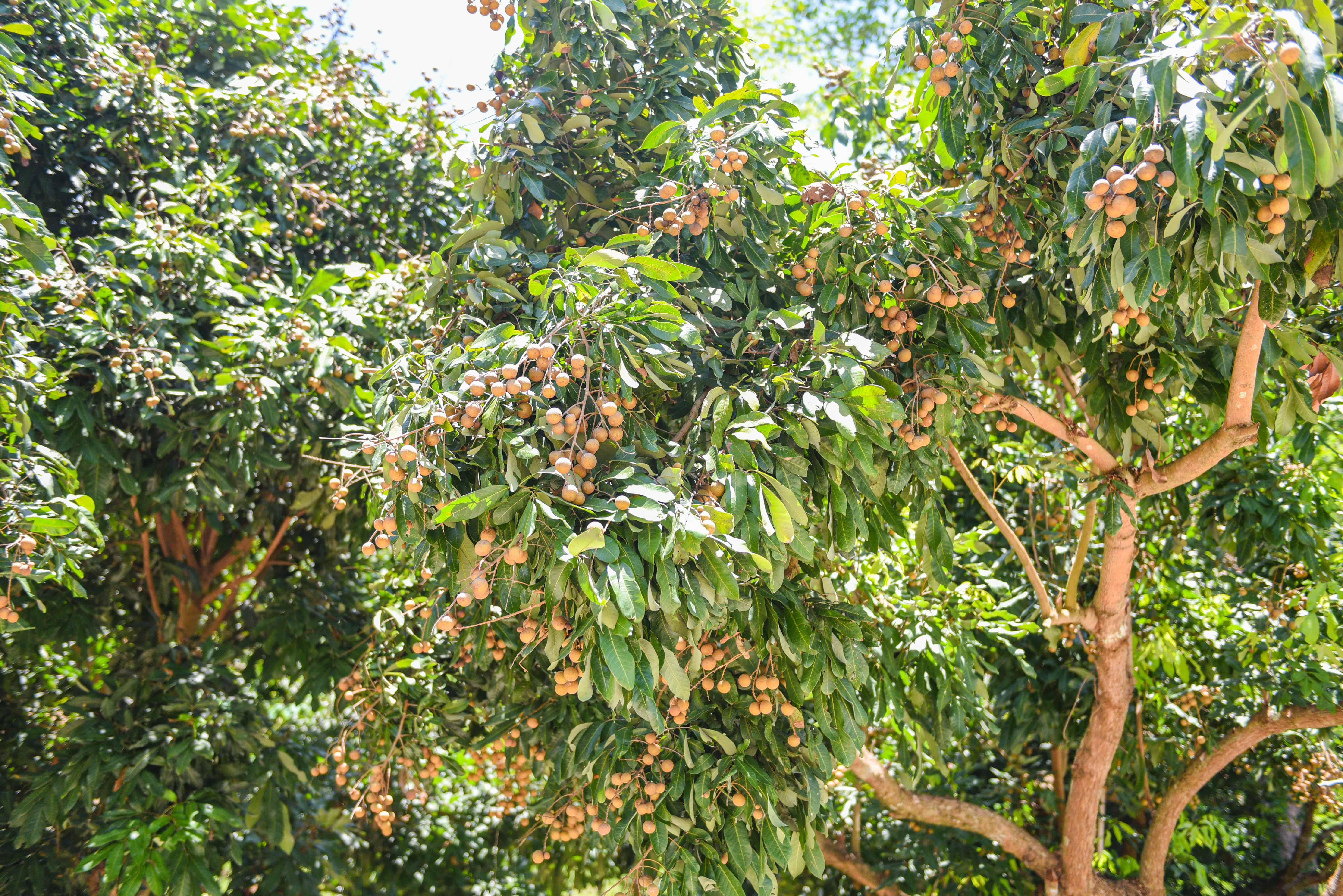 What Is A Longan Tree (Facts and Uses)