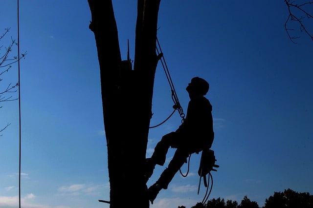 What jobs can arborist do?