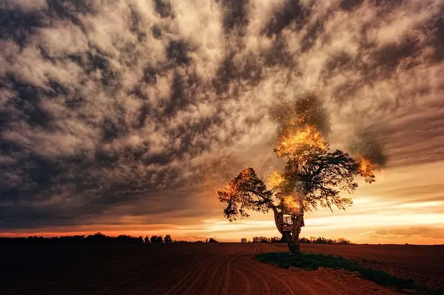 Trees popping from extreme cold or heat