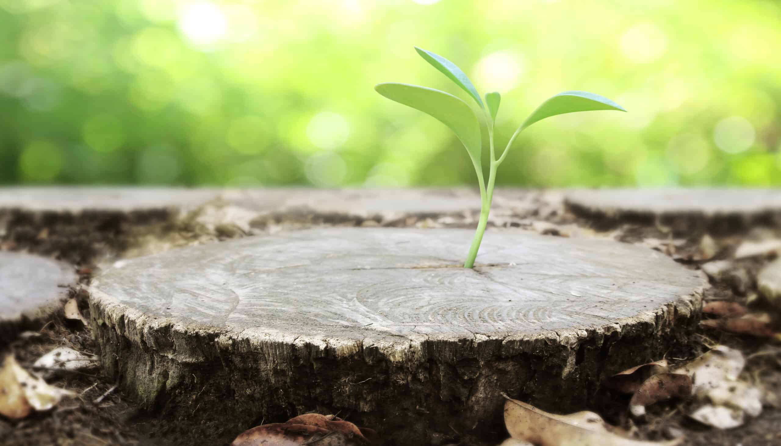 Can A Tree Grow From A Stump?