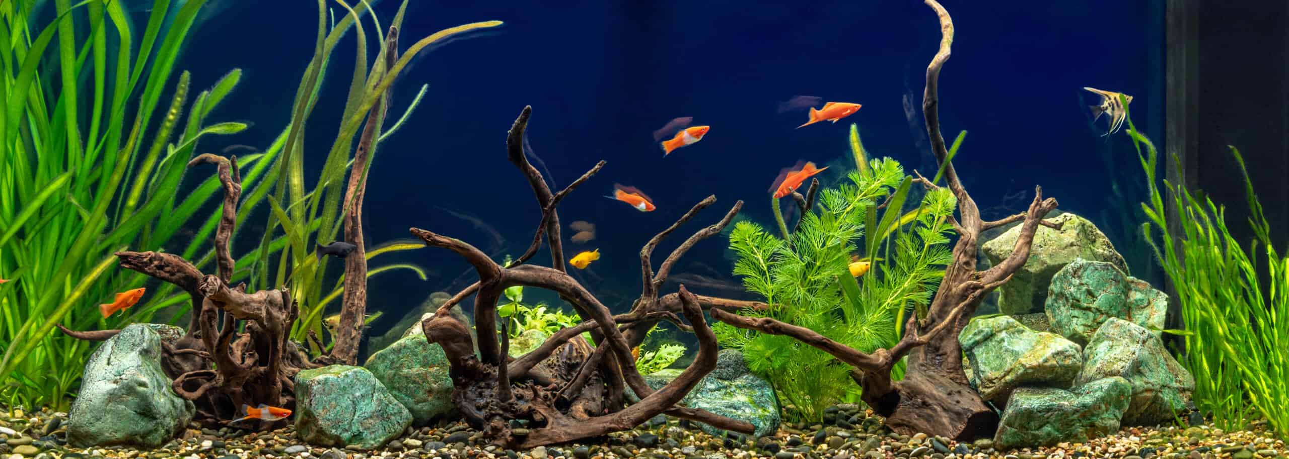 Aquarium with driftwood and stone