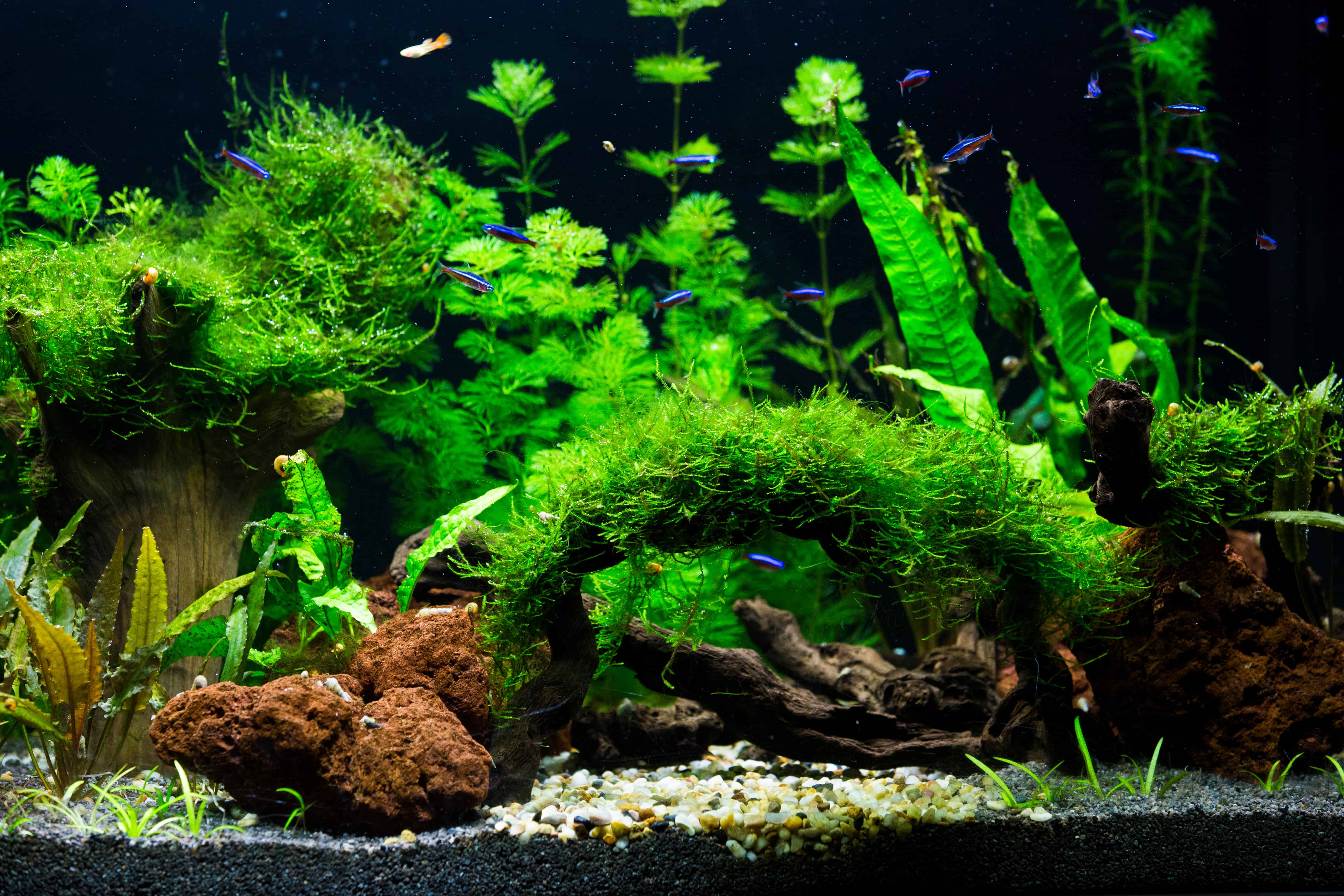 Can I Use Driftwood In My Aquarium? (Explained)