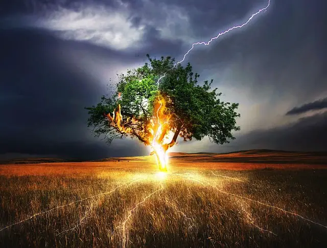 Can You Prevent Lightning Strikes To Your Trees?