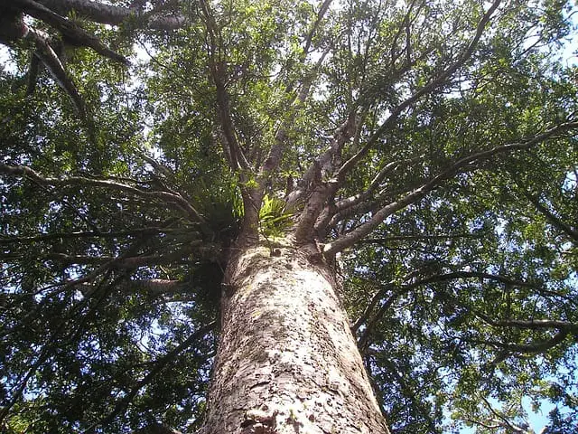 Tell Me About The Kauri Tree (New Zealand)