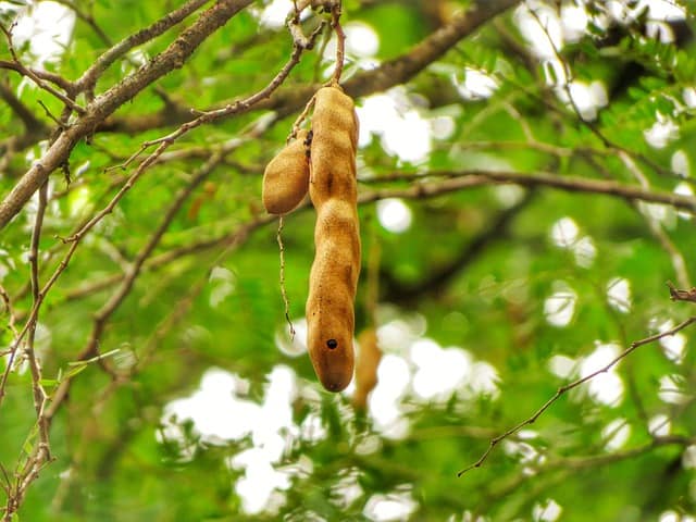 What Is The Tamarind Tree Used For?