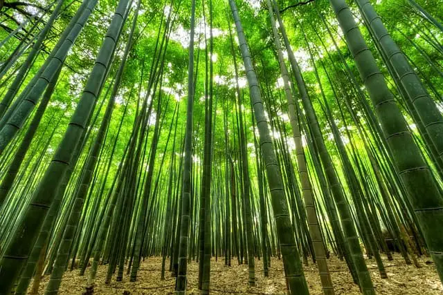 The Pros and Cons of Using Bamboo as a Sustainable Building Material