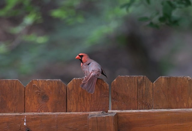 Wood vs Vinyl Fences: Which One is Better for Your Home?