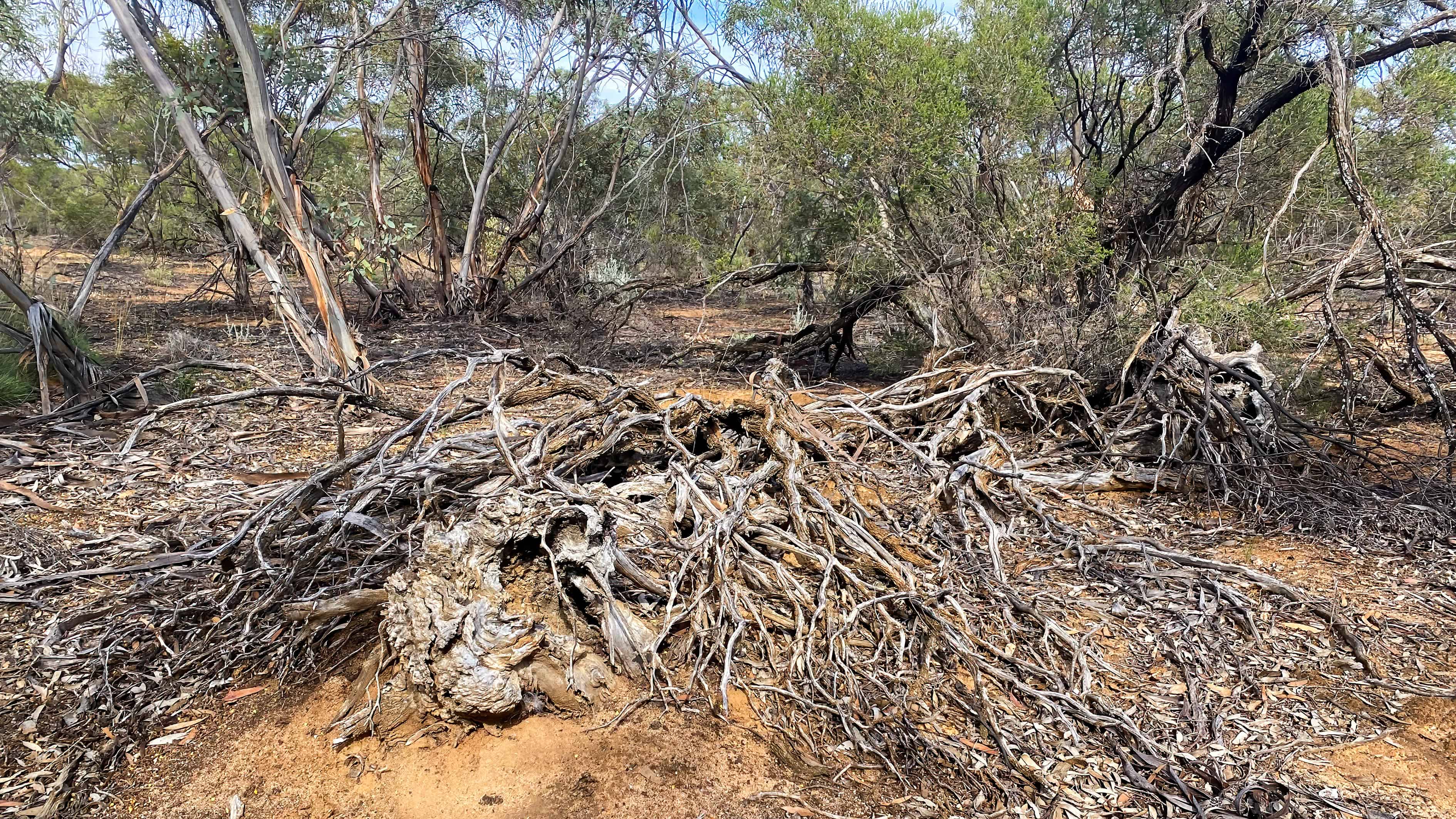 Can I Smoke Foods With Mallee Root? (Australia)