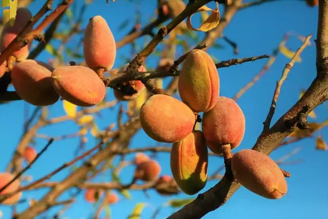 Is Almond Wood Good For Smoking Foods?