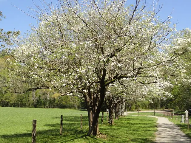 Is Dogwood Good For Smoking Foods?