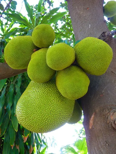 Is Jackfruit Wood Good For Smoking Foods?