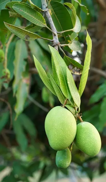 Is Mango Wood Good For Smoking Foods?