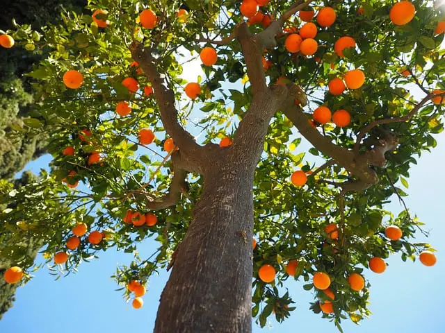 Is Orange Wood Good For Smoking Foods?