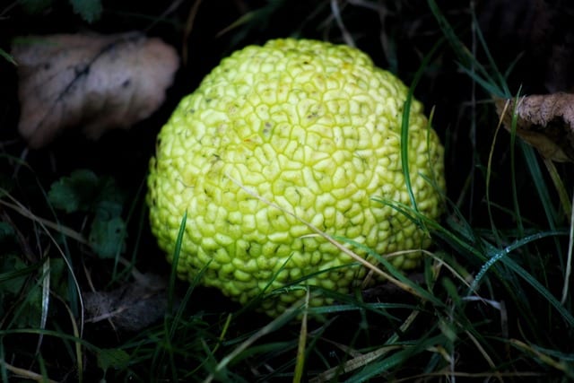 Is Osage Orange Wood Good For Smoking Foods?