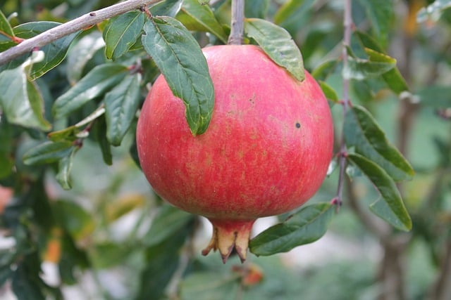 Is Pomegranate Wood Good For Smoking Foods?