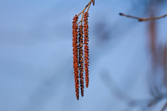 Is Red Alder Wood Good For Smoking Foods?