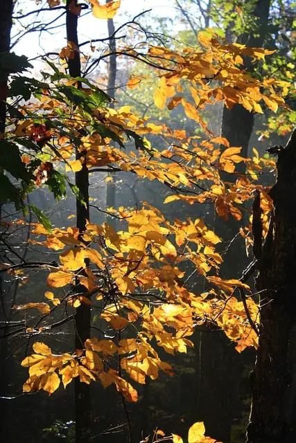 Is Shagbark Hickory Wood Good For Smoking Foods?