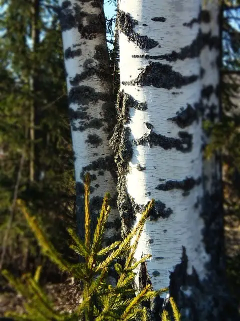 Is Silver Birch Wood Good For Smoking Foods?