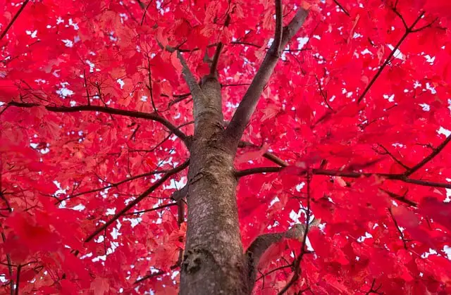 Is Sugar Maple Wood Good For Smoking Foods?