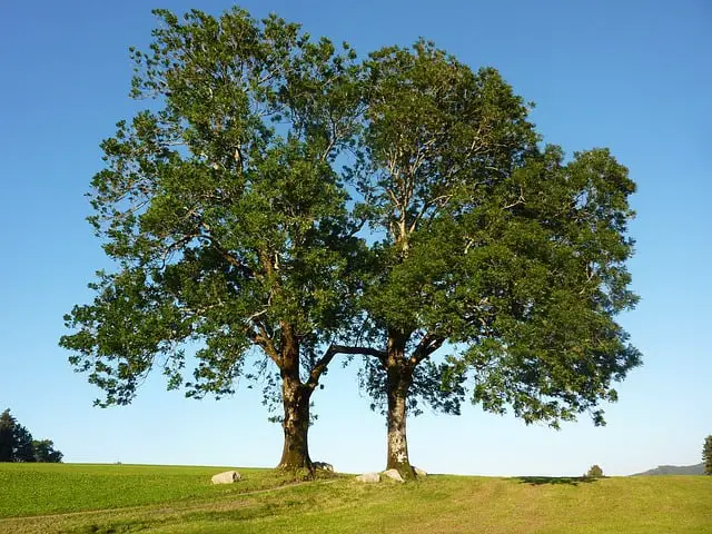 Why Is Ash Wood Good For Smoking Foods?