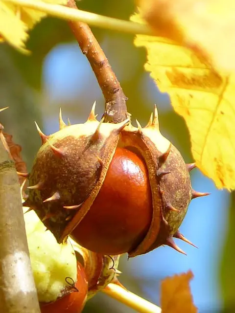 Why Is Chestnut Wood Good For Smoking Foods?