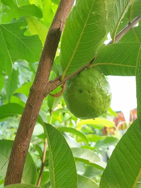 Why Is Guava Wood Good For Smoking Foods?