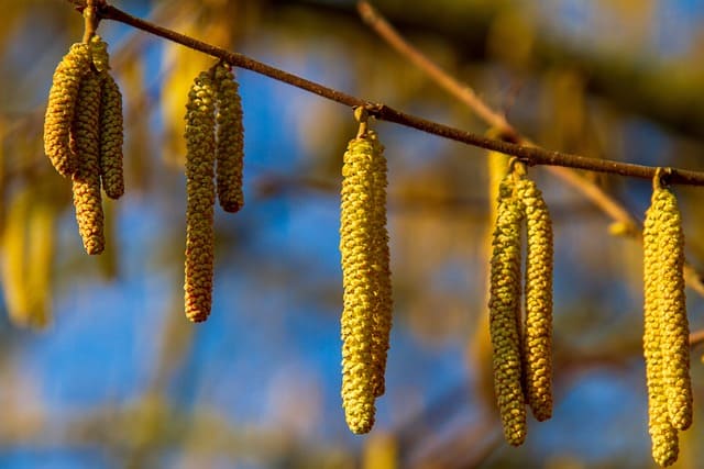 Why Is Hazelnut Wood Good For Smoking Foods?