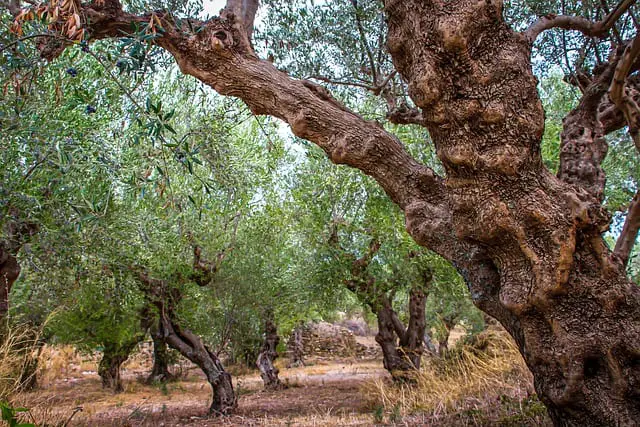 Why Is Olive Wood Good For Smoking Foods?