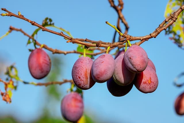 Why Is Plum Wood Good For Smoking Foods?