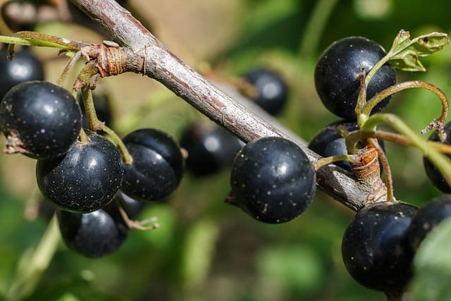 Can I Smoke Foods With Blackcurrant Wood?