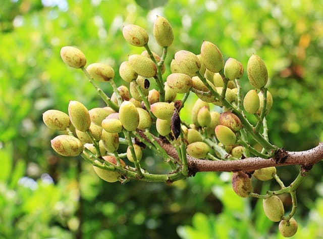 10 Interesting Facts About Pistachio Wood (Plus Uses)