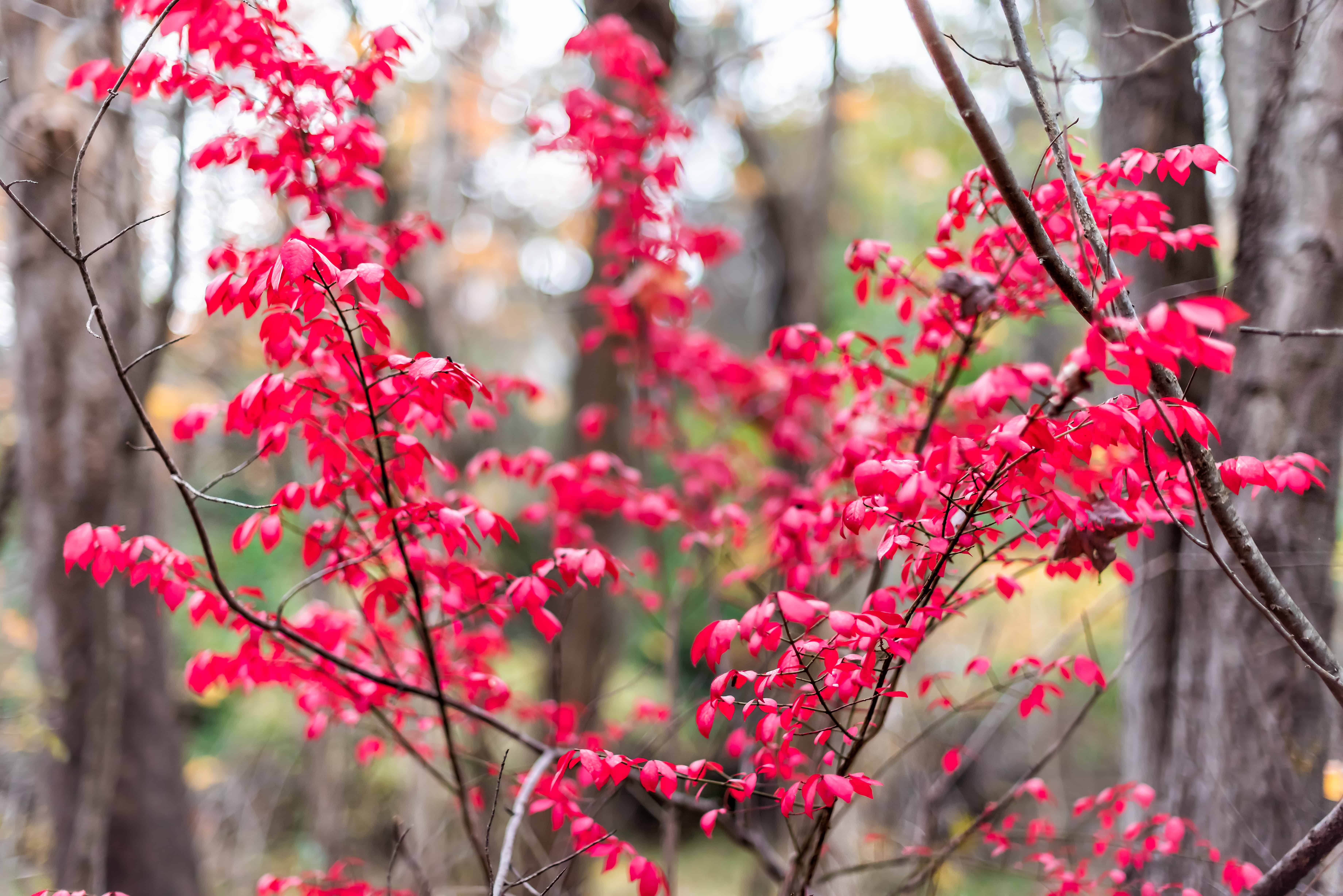 Can I Smoke Food With Sourwood?