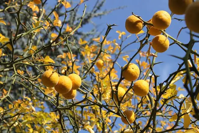 Tangerine wood is not typically used to smoke foods