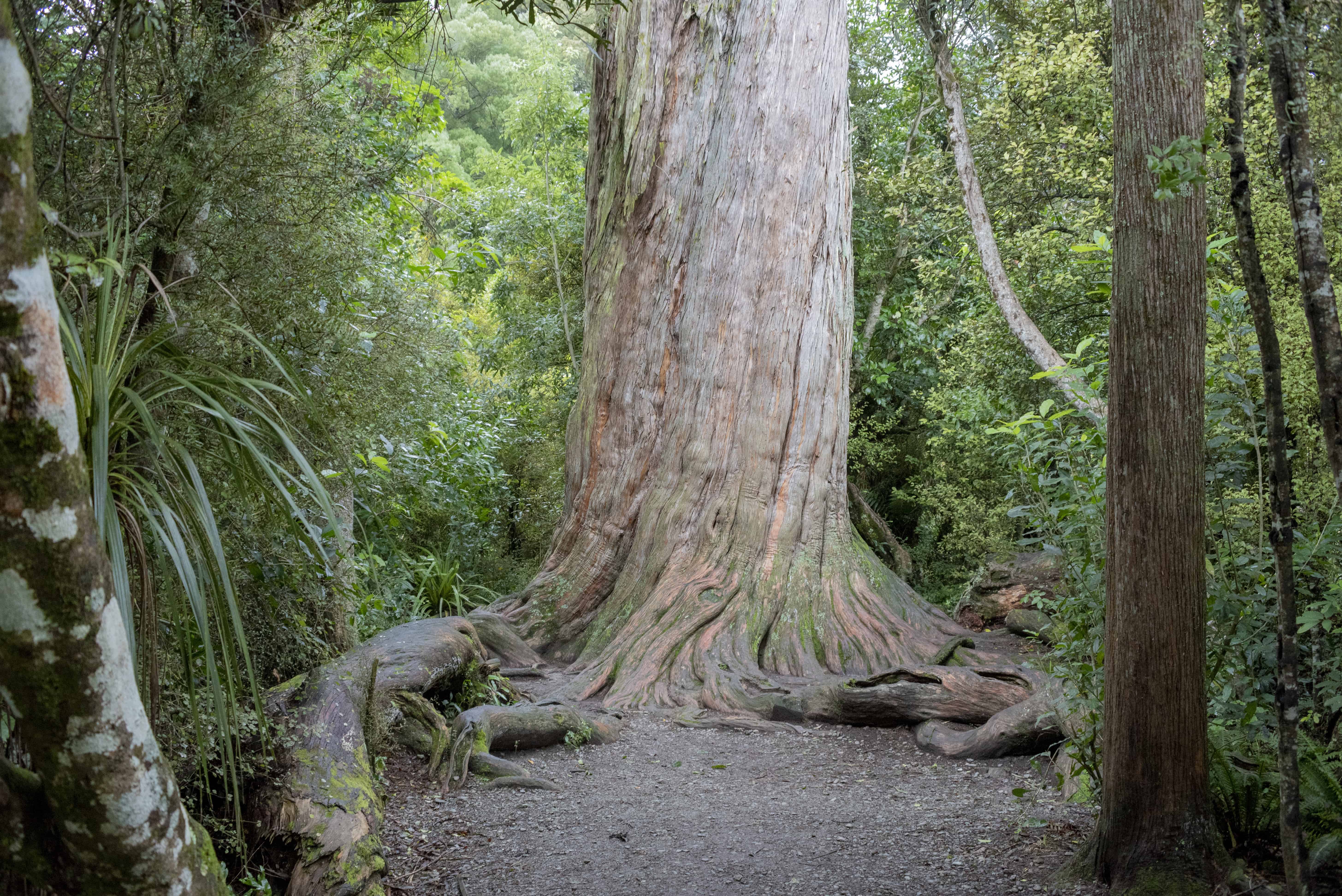 What Is Totara Wood Used For? (New Zealand)