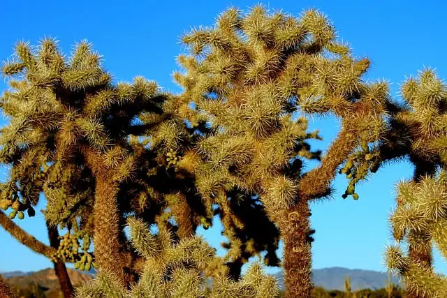 What Is Cholla Wood Used For? (Answered)