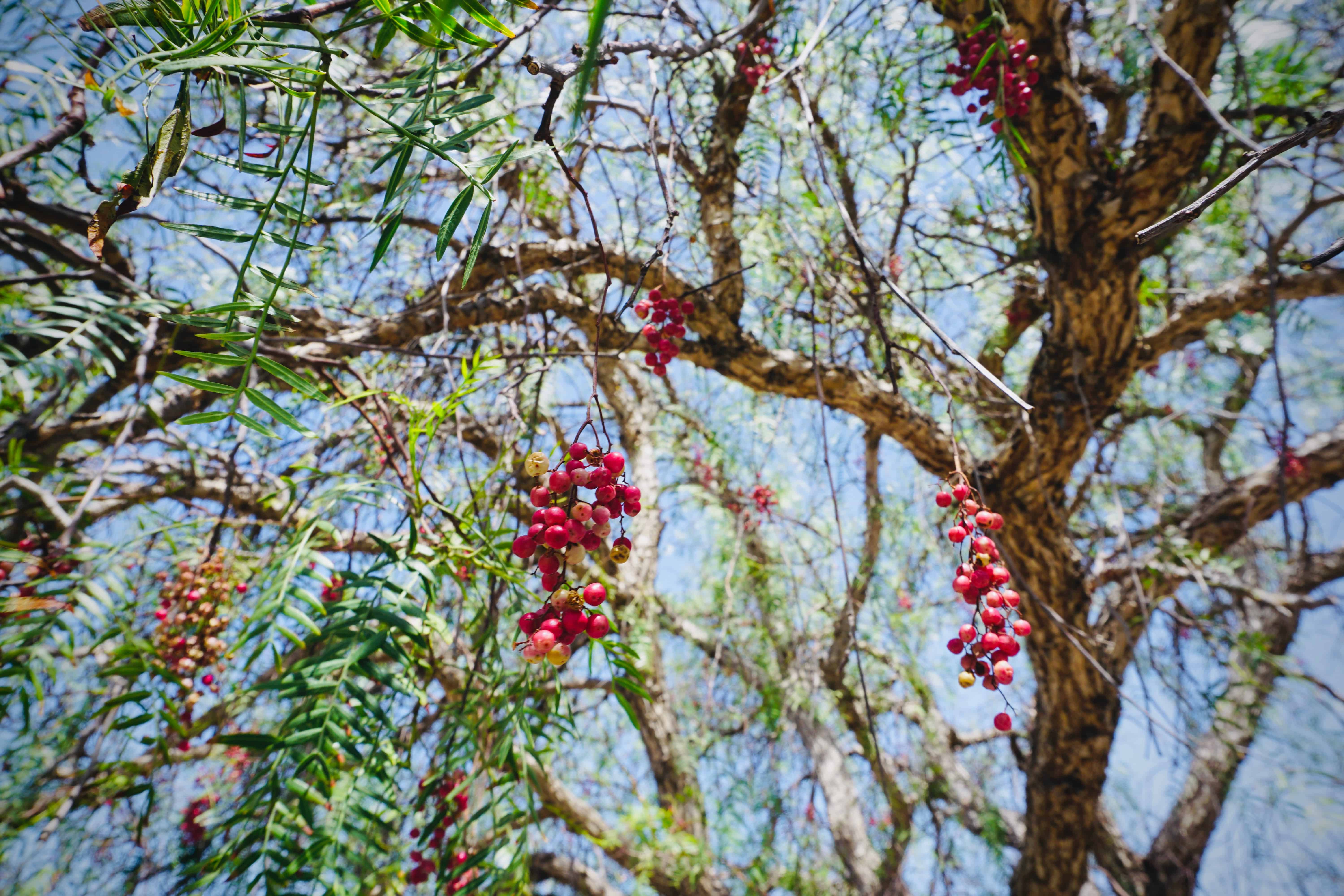 What Is Pink Peppercorn Wood Used For?