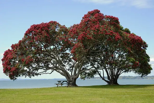 How Does The Pohutukawa Tree’s Organs Help It Grow And Reproduce?