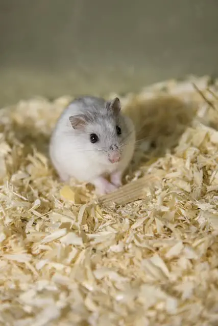 Are Wood Shavings Safe For Hamsters? (Choose The Correct Bedding)
